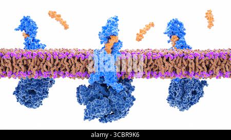 drug interactions tirzepatide Does Affect Antibiotics? Explained TrimRX | Tirzepatide Drug Interactions: