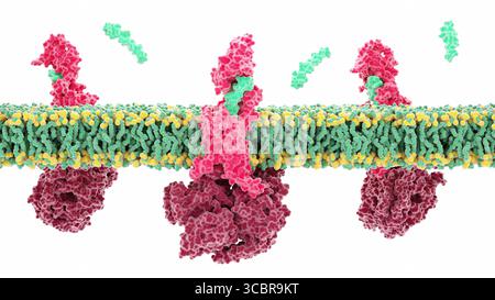 interactions with tirzepatide other drugs Call to action for drug interactions between tirzepatide and heart failure guideline-directed medical therapy Drug interaction hi-res stock photography