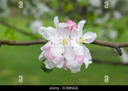 apple tree blossoms in an apple tree in a garden Stock Photo