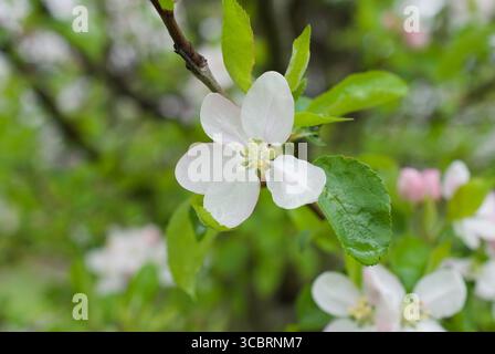 apple tree blossoms in an apple tree in a garden Stock Photo