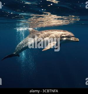 Dolphin emerging from deep dark ocean, sun rays illuminating its robust body and creating wavy reflections, with dynamic splashes and rising air bubbl Stock Photo