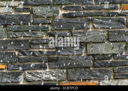 Water beads on a dark stone wall. Small water drops glide over the irregular surface of a dark wall. The details appear rhythmic and calming. Stock Photo