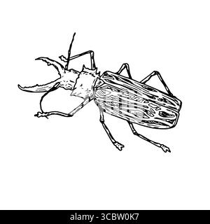 Large rhinoceros beetle, black and white sketch. Vector illustration. A simple drawing of an insect with a horn, isolated on a white background. The Stock Vector