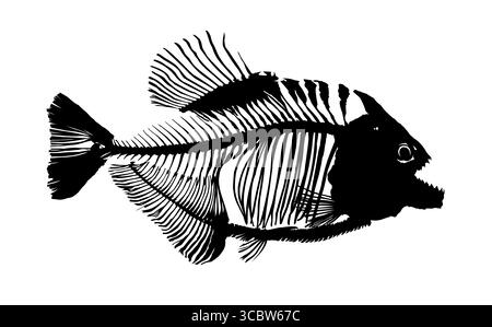 A Skeleton of big predatory sea fish. Stock Vector