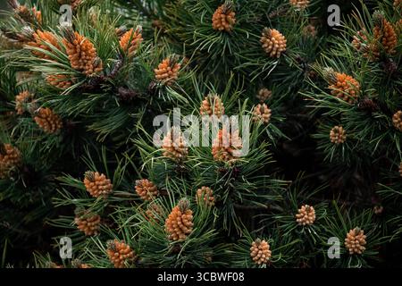 Close-up of pine cones and green needles in a dense evergreen foliage setting. Stock Photo