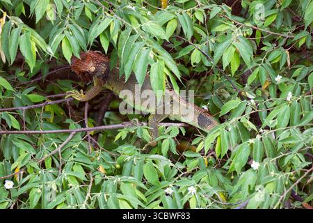 Iguana - a beautifully colored large lizard hiding in the branches of a tree in Csta Rica, Iguanas can sit motionless on a tree all day long Stock Photo