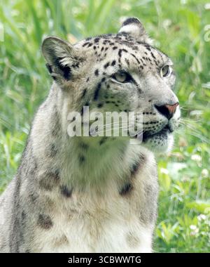 Snow leopard, Uncia uncia, Schneeleopard, Irbis oder Unze, Panthère des neiges, hópárduc Stock Photo