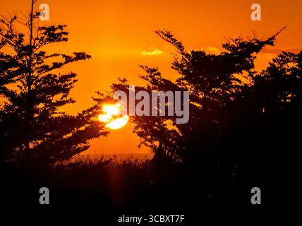 Golden sunset through silhouetted trees over the horizon Stock Photo