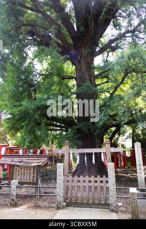 Sacred tree Kishimojin Jinja, Zoshigaya, Toshima-Ku, Tokyo, Japan Stock ...