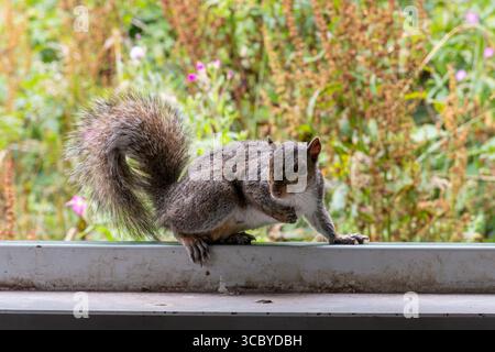 Grey squirrel (Sciurus carolinensis), a tame squirrel visiting a bird hide for food, South Wales, UK Stock Photo