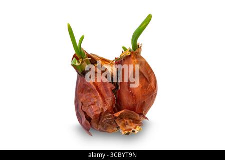 Red onion with sprouts isolated on white background with clipping path. Stock Photo