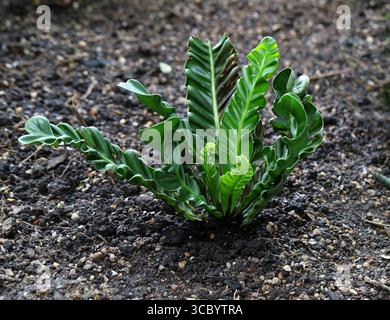Cobra Fern or Bird's Nest Fern, Asplenium nidus "Cobra", Aspleniaceae. Philippines, Asia. Asplenium nidus "Cobra", also known as the Cobra Fern. Stock Photo