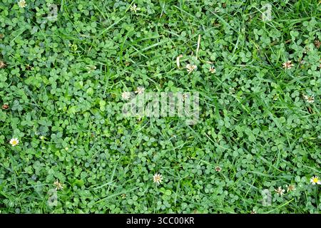 Green grass texture. Field of green grass, a lawn in spring. Nice background of color grass. Nature Wallpaper. Stock Photo