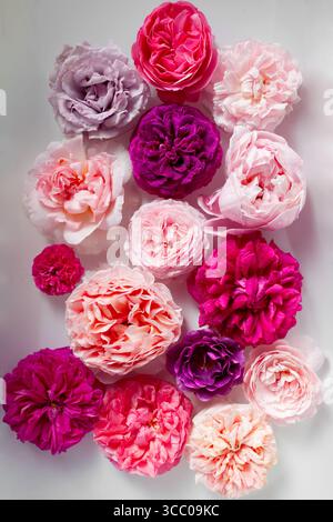 Top view of colorful fragrant roses blooms floating on water surface. Floral texture. Pink purple flower pattern. Background for beauty products. Stock Photo