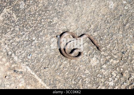 snake sunbathing on hot asphalt on a sunny day Stock Photo