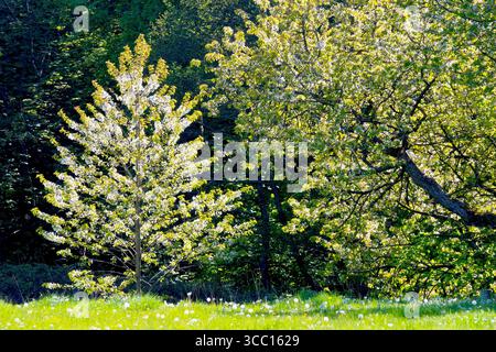 Wild Cherry tree (prunus avium), showing a young tree growing at the edge of a woodland in full flower, isolated and backlit by the spring sunshine. Stock Photo