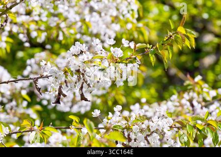 Wild Cherry (prunus avium), close up of the flowers or blossom of the common tree, isolated from the rest of the tree. Stock Photo