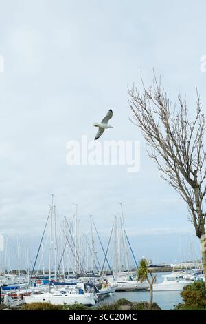 A seagull soars gracefully and effortlessly over a busy marina filled with various types of yachts Stock Photo
