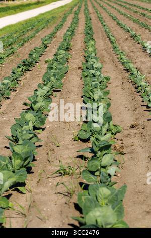 Rows of leafy green crops are planted in tilled soil, receding into the distance under bright sunlight. A grassy path is visible at the edge. Stock Photo