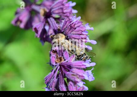 A domestic spider hunts and attacks insects on a meadow flower Stock Photo