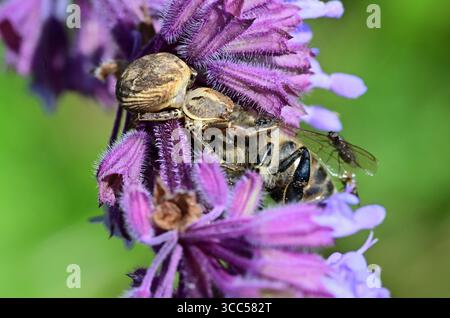 A domestic spider hunts and attacks insects on a meadow flower Stock Photo
