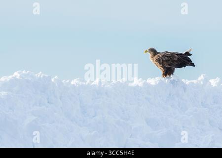 Portrait of a white tailed eagle on snow , Rausu , Japan Stock Photo