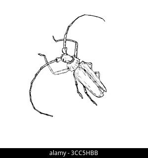 Big woodcutter beetle, black and white sketch. Vector illustration. A simple drawing of an insect with long whiskers, isolated on a white background Stock Vector