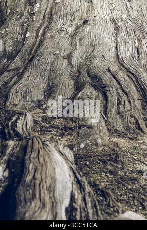 Detailed view of old tree roots merging into base of thick trunk highlighting deep textures layered bark structure and earthy tones enhanced by delica Stock Photo