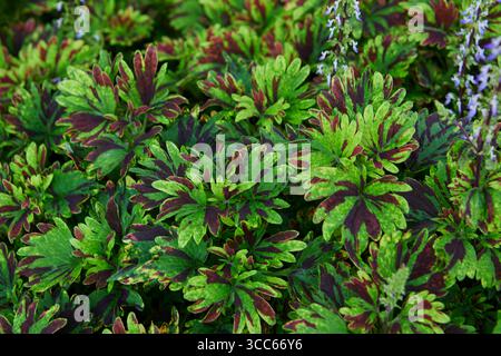 Full frame shot of Close-up view of Coleus leaves Stock Photo