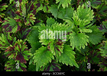 Full frame shot of Close-up view of Coleus leaves Stock Photo