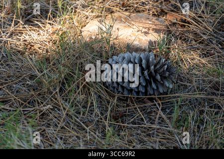 Pine cone on dry leaves accumulated on the ground Stock Photo