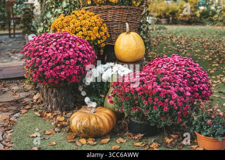 Bright yellow pumpkin surrounded by colorful chrysanthemums and rustic stumps. Festive autumn scene with cozy Halloween vibes in a natural garden sett Stock Photo