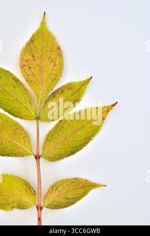 Detail of yellow green autumn leaf of Elder tree on pale background Stock Photo