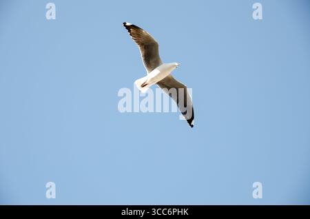 A seagull soars gracefully through the clear blue sky over Hout Bay Harbour, likely searching for food or enjoying the coastal breeze. Stock Photo