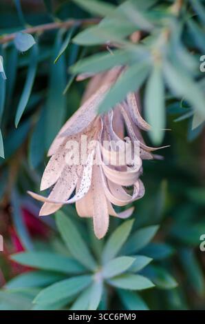 A dried Protea flower, a natural beauty of the Western Cape, gracefully ages amidst vibrant green foliage, highlighting the plant's life cycle. Stock Photo