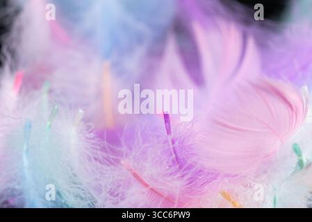 colorful swan feathers on black background Stock Photo