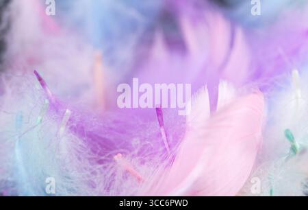 colorful swan feathers on black background Stock Photo