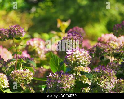 Hydrangea macrophylla ‘Endless Summer’ – remontant hydrangea with large blue mophead flowers, blooming from late spring to autumn, popular ornamental Stock Photo