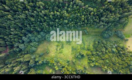 Aerial view of forest edge meeting a grassy clearing, forming a natural border with textured vegetation Stock Photo
