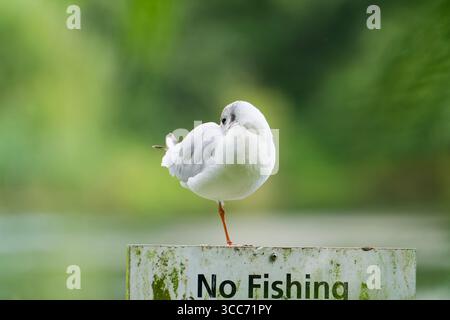 A juvenile Black Headed Gull, (Chroicocephalus ridibundus), perched on a "No Fishing" sign at the edge of a lake Stock Photo