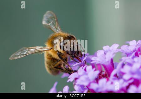 A worker Honeybee, (genus Apis), obtaining nectar and pollenating, a Verbena flower Stock Photo