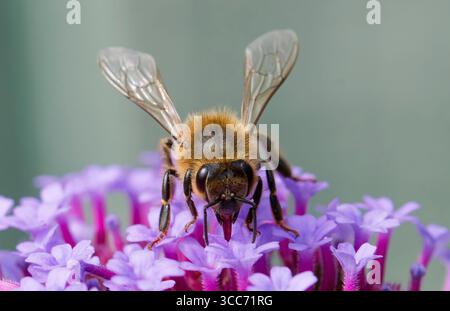 A worker Honeybee, (genus Apis), obtaining nectar and pollenating, a Verbena flower Stock Photo