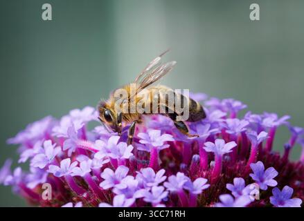 A worker Honeybee, (genus Apis), obtaining nectar and pollenating, a Verbena flower Stock Photo