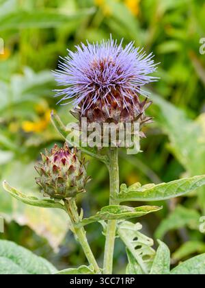 A purple Artichoke flower in full bloom Stock Photo
