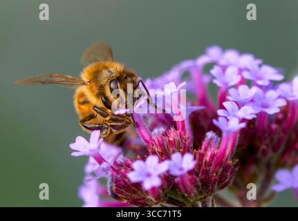 A worker Honeybee, (genus Apis), obtaining nectar and pollenating, a Verbena flower Stock Photo