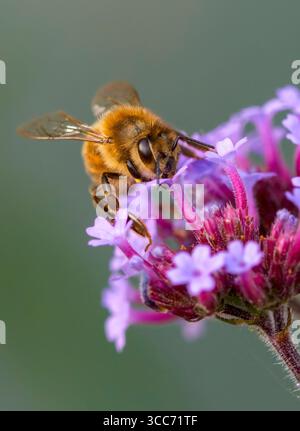 A worker Honeybee, (genus Apis), obtaining nectar and pollenating, a Verbena flower Stock Photo