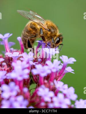 A worker Honeybee, (genus Apis), obtaining nectar and pollenating, a Verbena flower Stock Photo