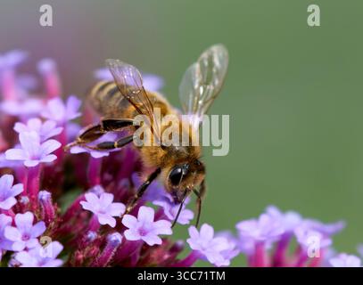 A worker Honeybee, (genus Apis), obtaining nectar and pollenating, a Verbena flower Stock Photo