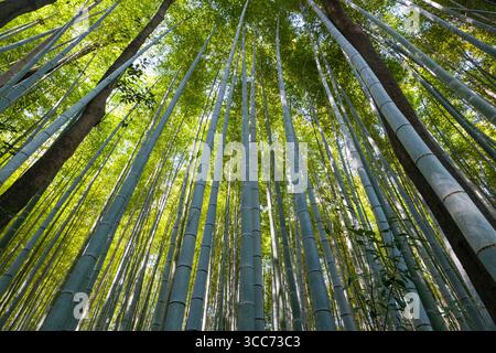 Serene view looking up through a dense bamboo forest. Sunlight filters through the lush green canopy, creating a peaceful and calming atmosphere in na Stock Photo