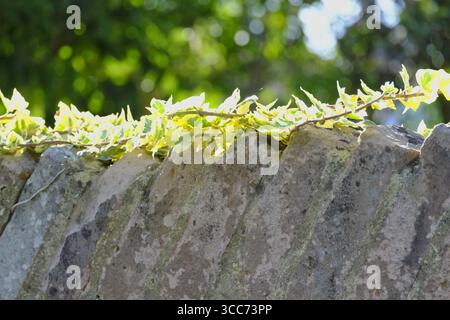Green ivy growing along the top of an old weathered stone wall, with sunlight filtering through trees in the background. Stock Photo